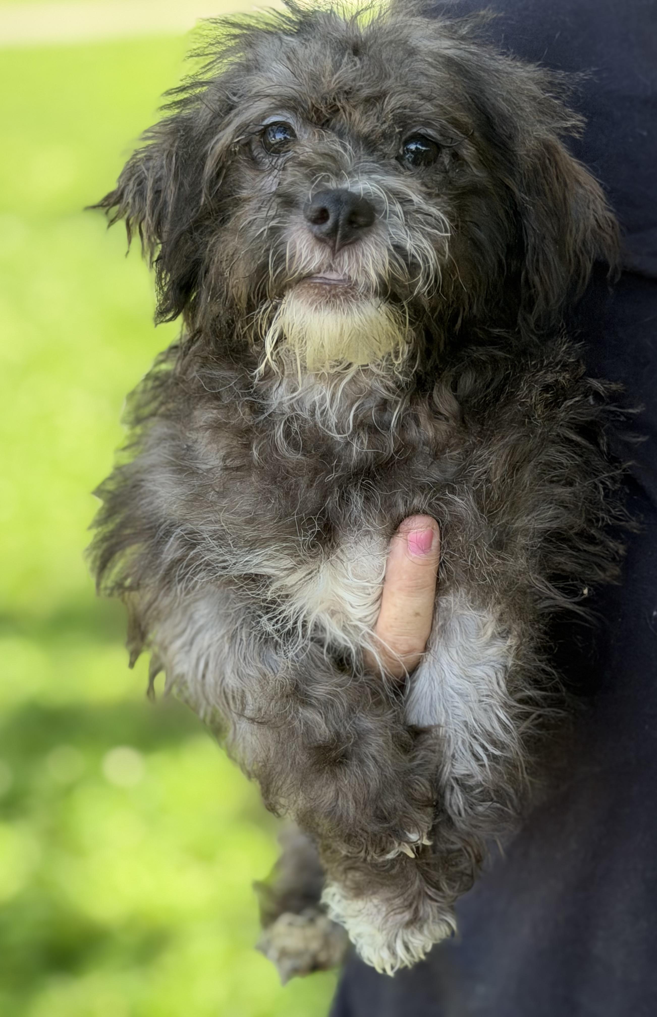 Enlarge Elvis, a ADOPTABLE mixed breed in Yuba City, CA image 3/4