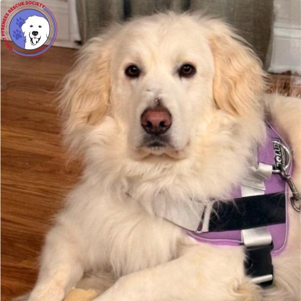 Felicity, a Adoptable mixed breed in Washington, DC image 1/4