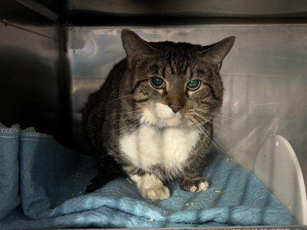 Kitty, Adoptable, Adult Male Domestic Short Hair.