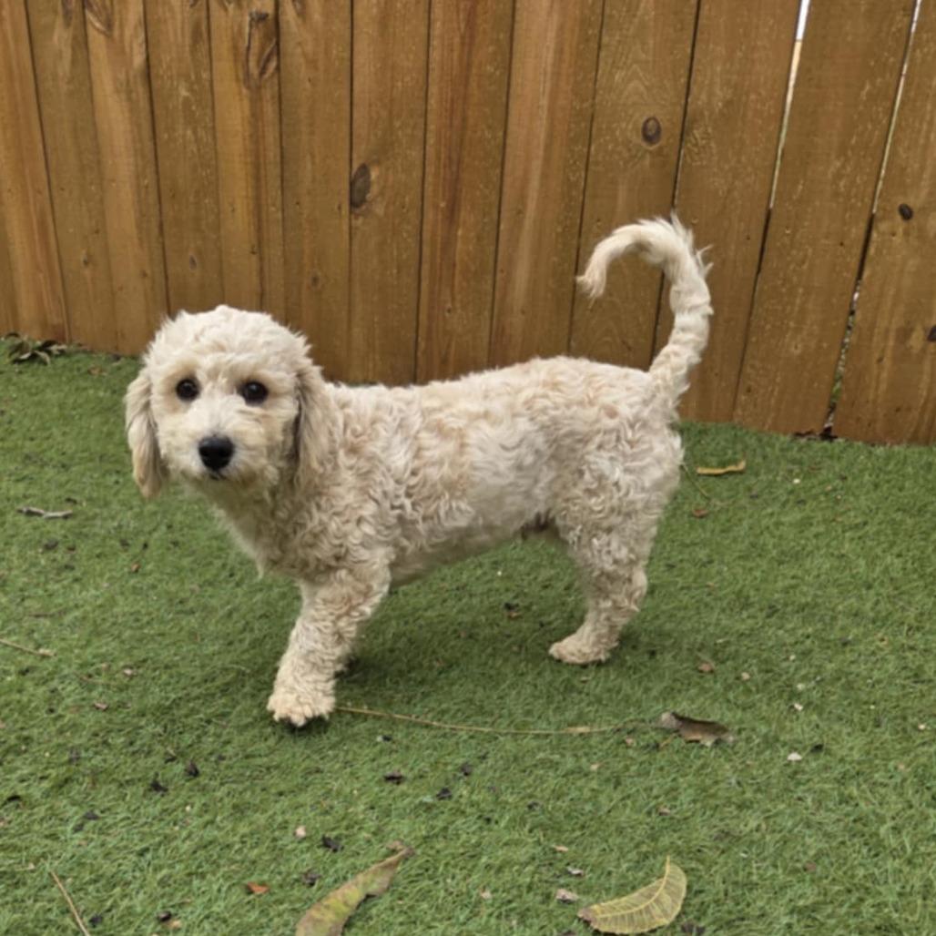 Dumpling Bb thumbnail 3