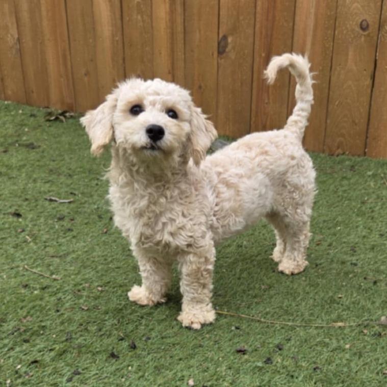 Dumpling Bb thumbnail 4