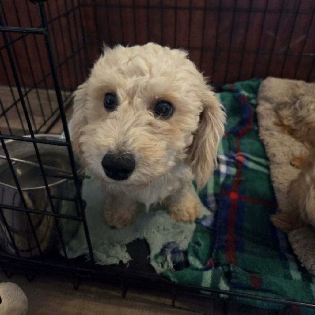 Dumpling Bb thumbnail 5