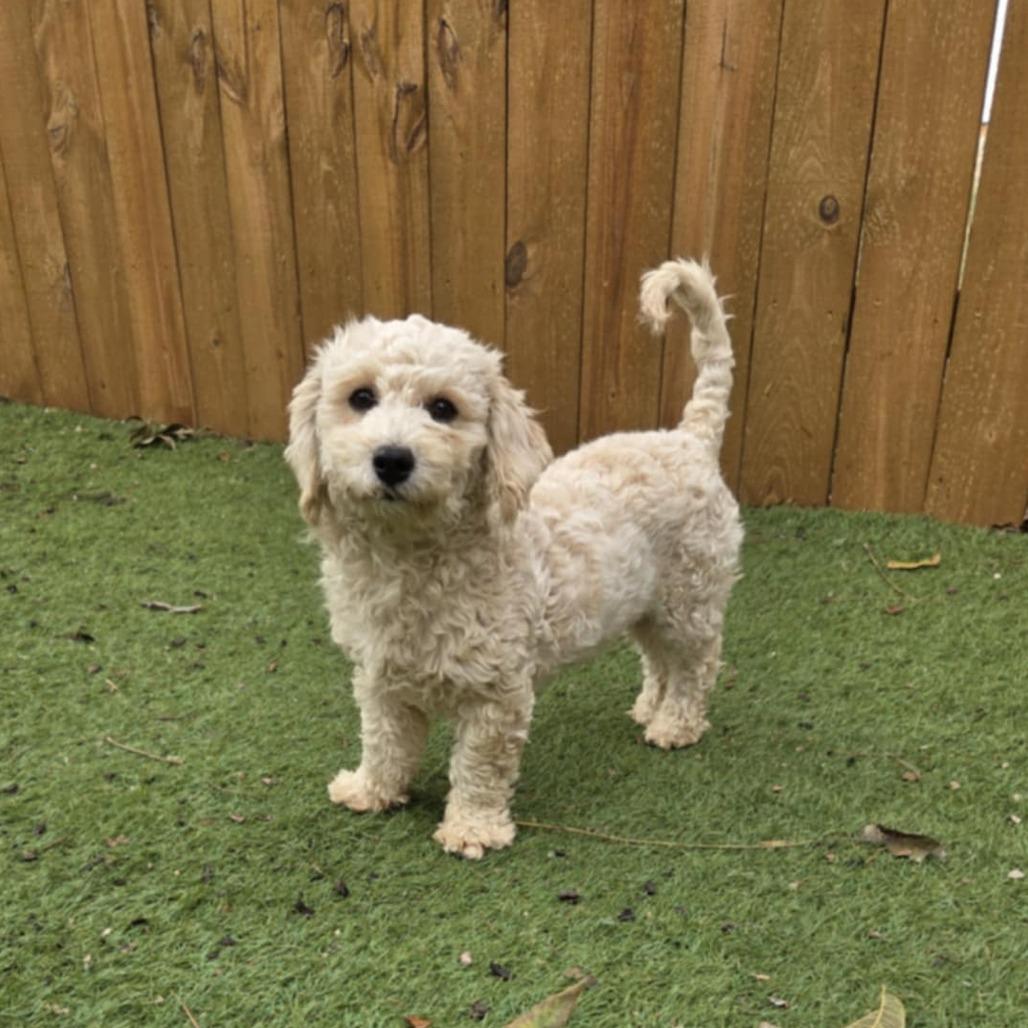 Dumpling Bb thumbnail 6