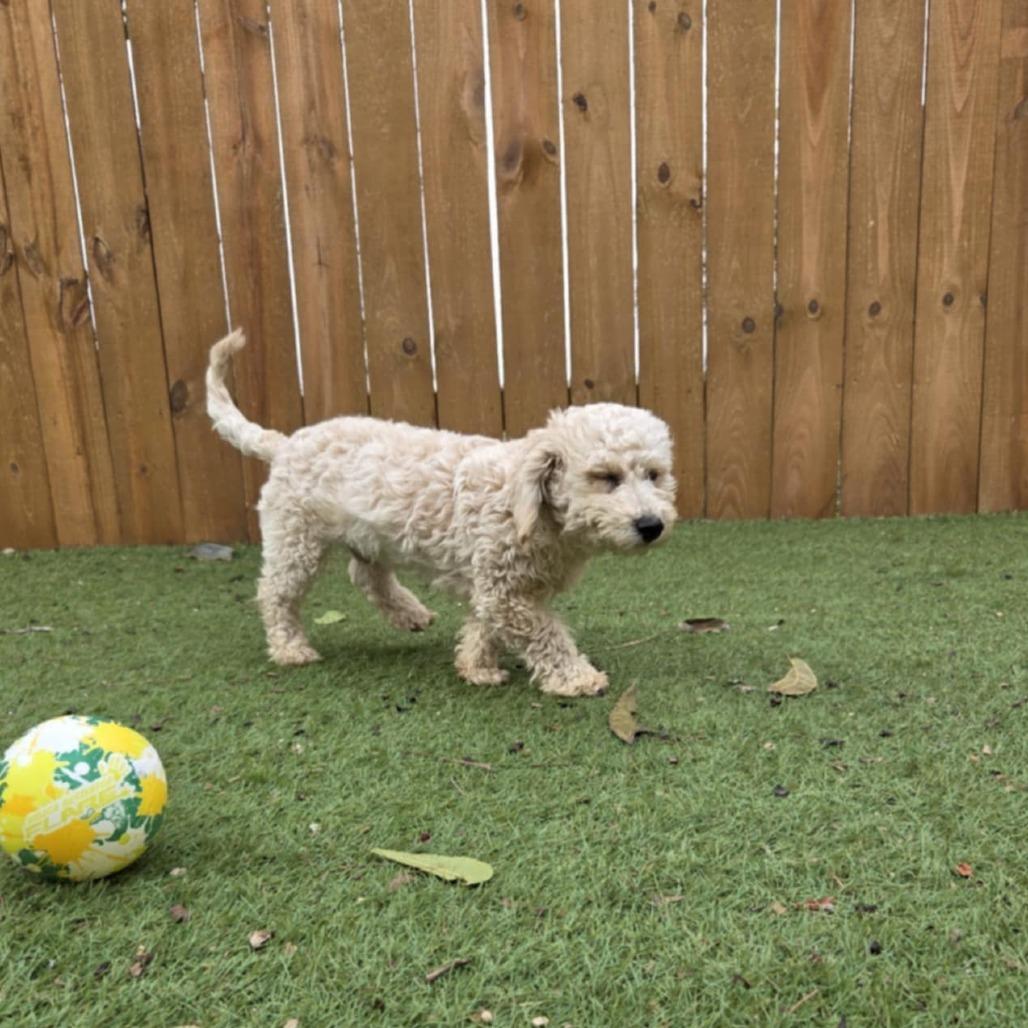 Dumpling Bb thumbnail 7