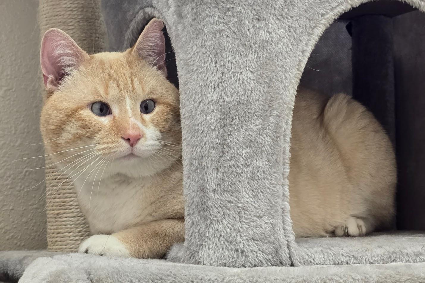 Enlarge Prince, an adopted mixed breed in Red Wing, MN image 3/3