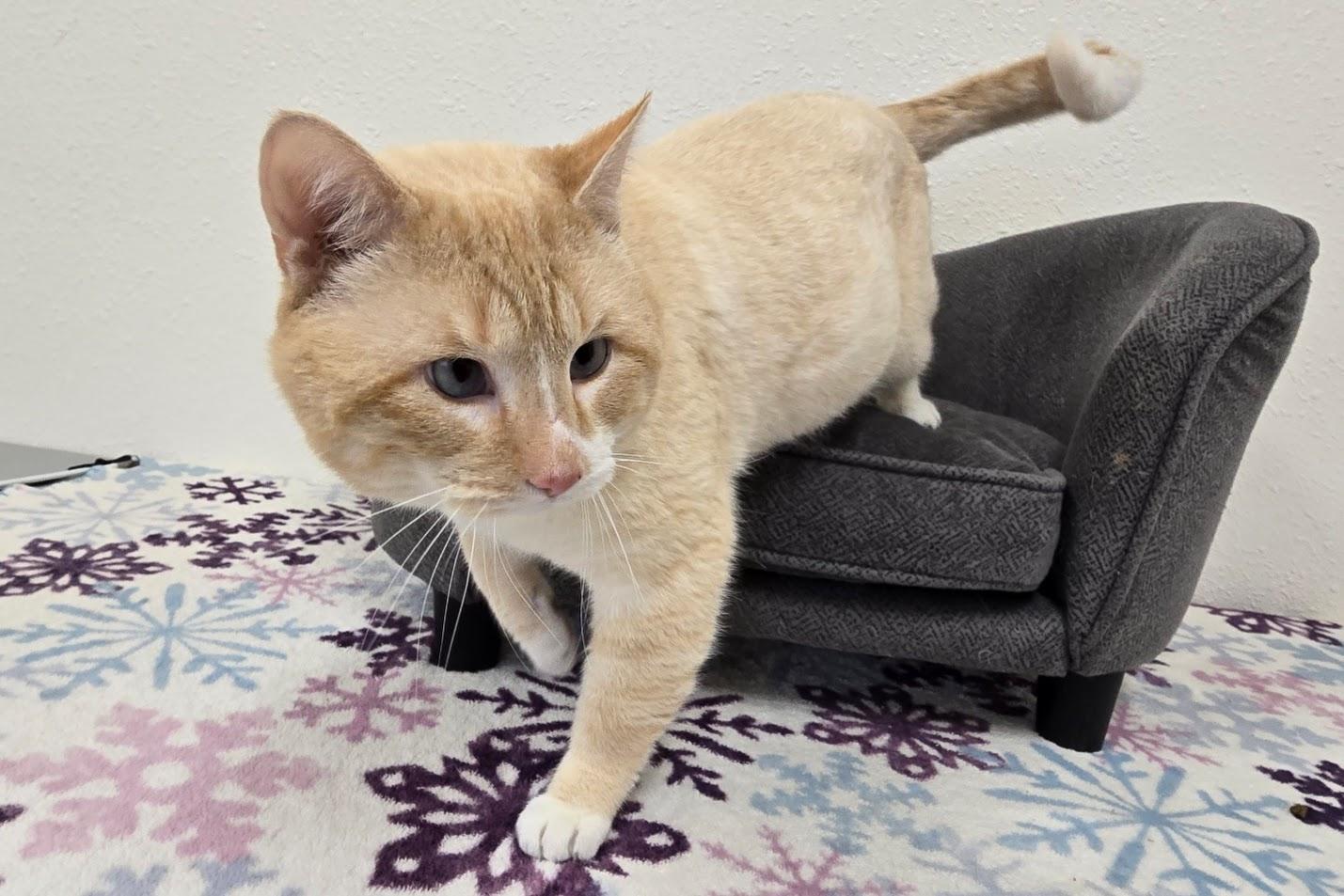 Enlarge Prince, an adopted mixed breed in Red Wing, MN image 2/3