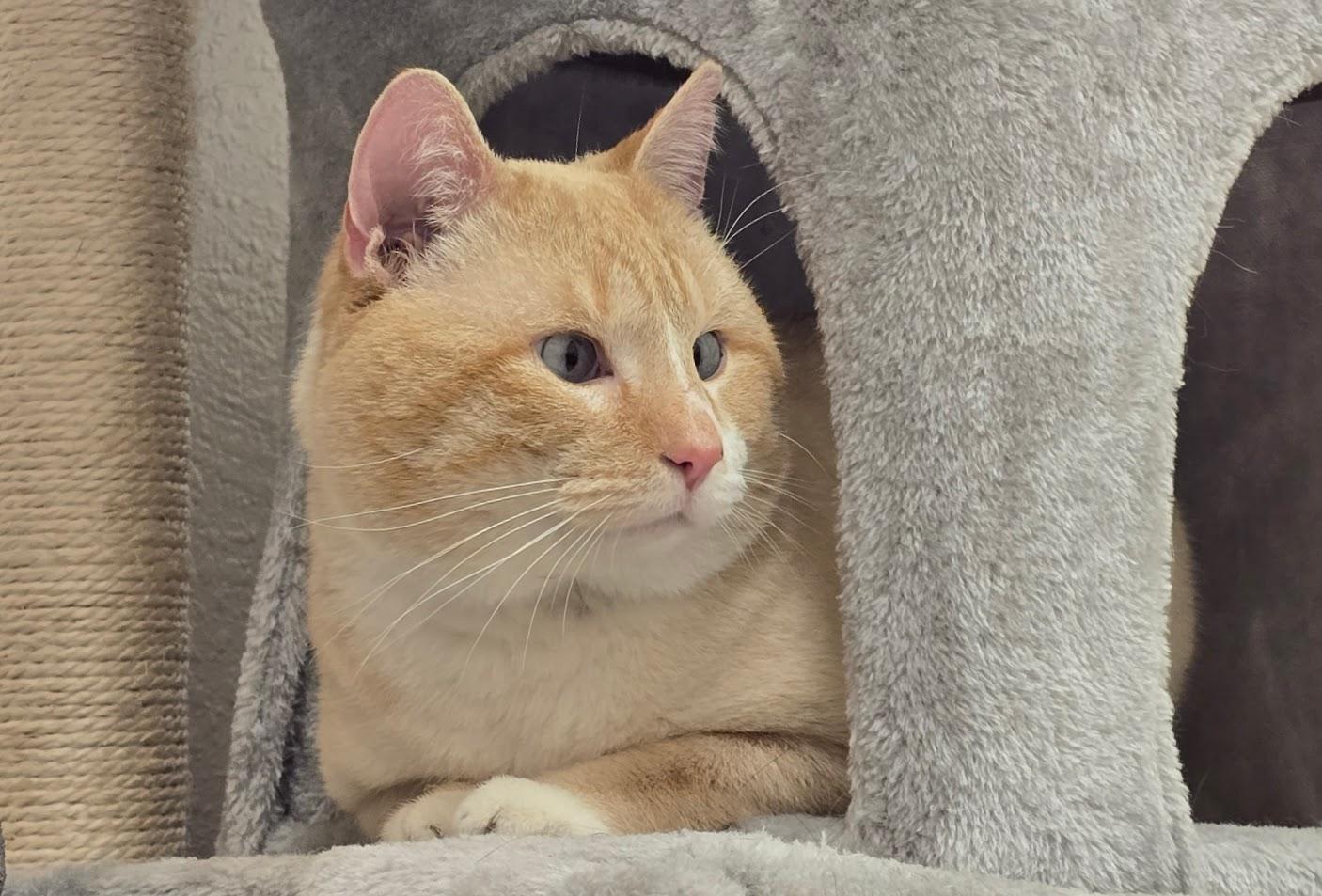 Prince, adopted, Adult Male Siamese & Tabby.