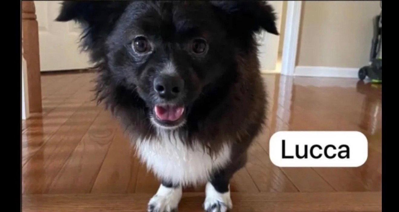 Lucca, Adoptable, Young Male Shetland Sheepdog / Sheltie & Pomeranian.