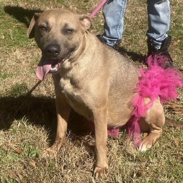 Ginger, Adoptable, Adult Female Hound & Pit Bull Terrier.