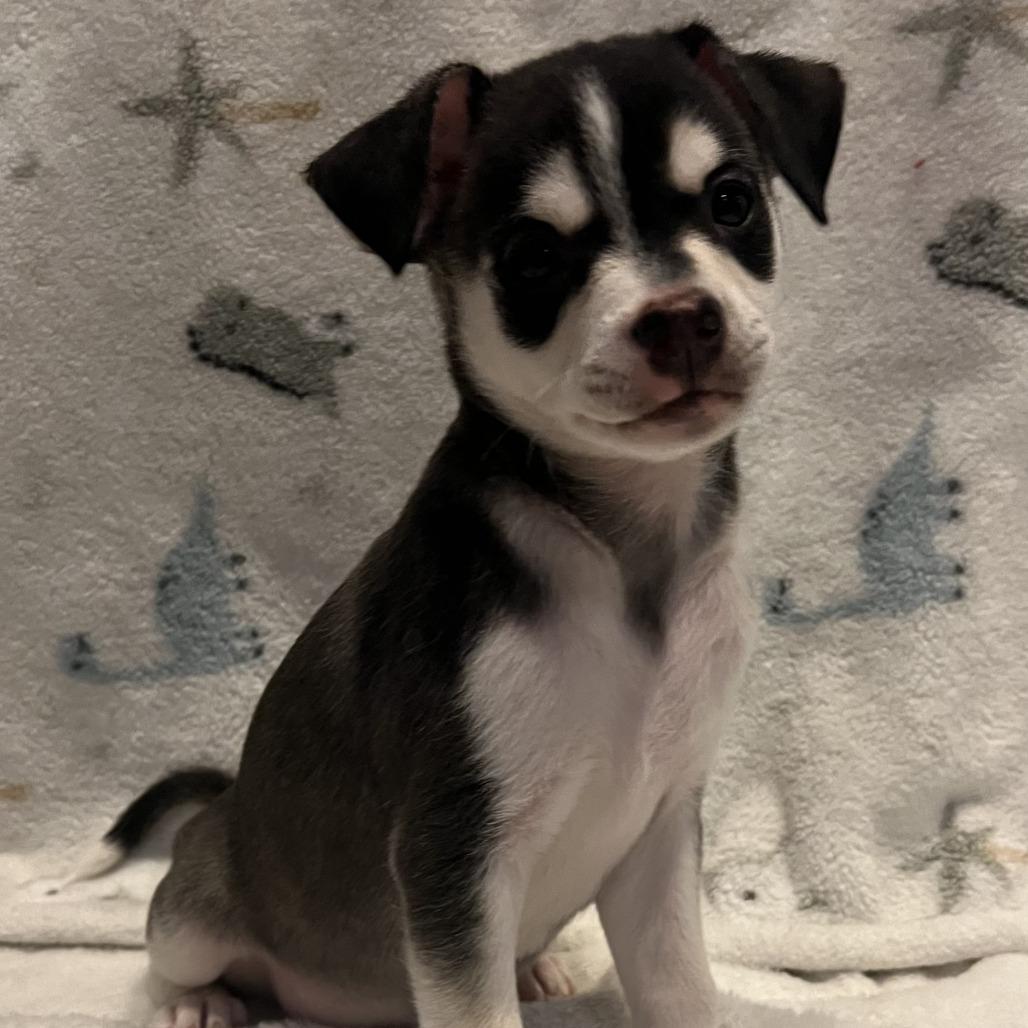 Kairo, Adoptable, Puppy Male Chihuahua.