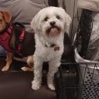 Bianca, an adopted mixed breed in Tulsa, OK image 2/3