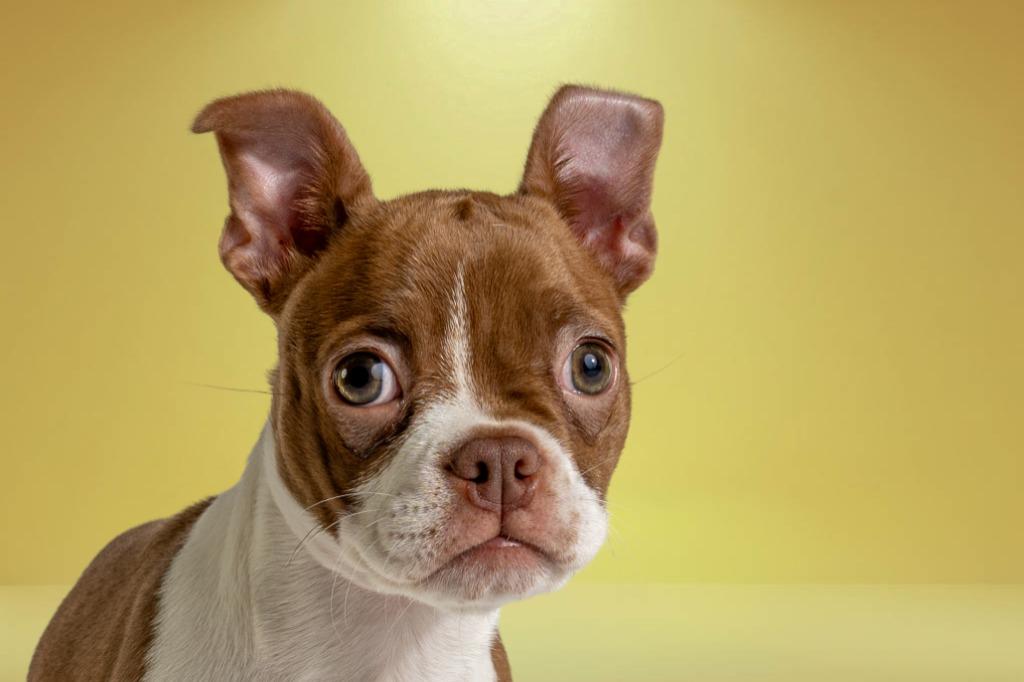Enlarge Josephine, an adopted Boston Terrier in Tyler, TX image 3/6