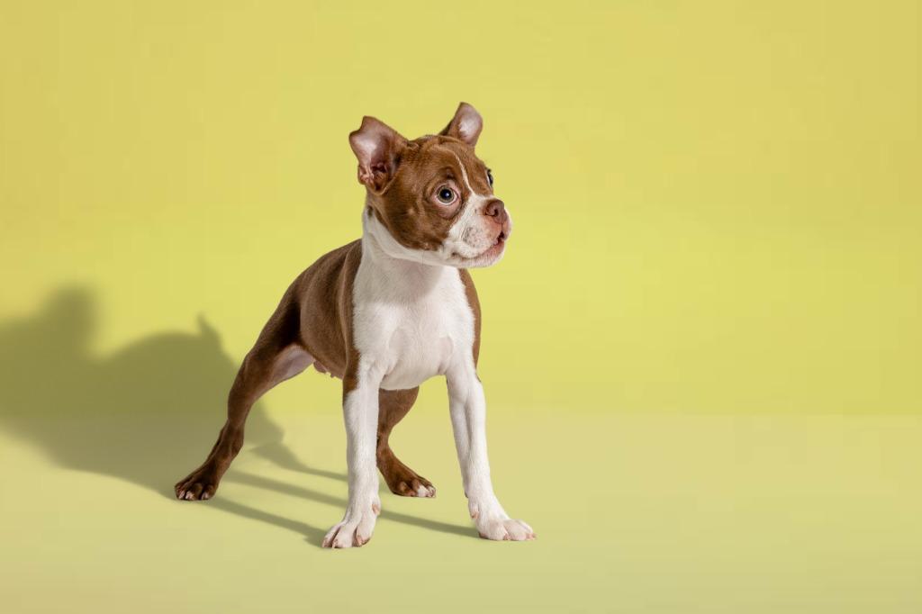 Enlarge Josephine, an adopted Boston Terrier in Tyler, TX image 2/6
