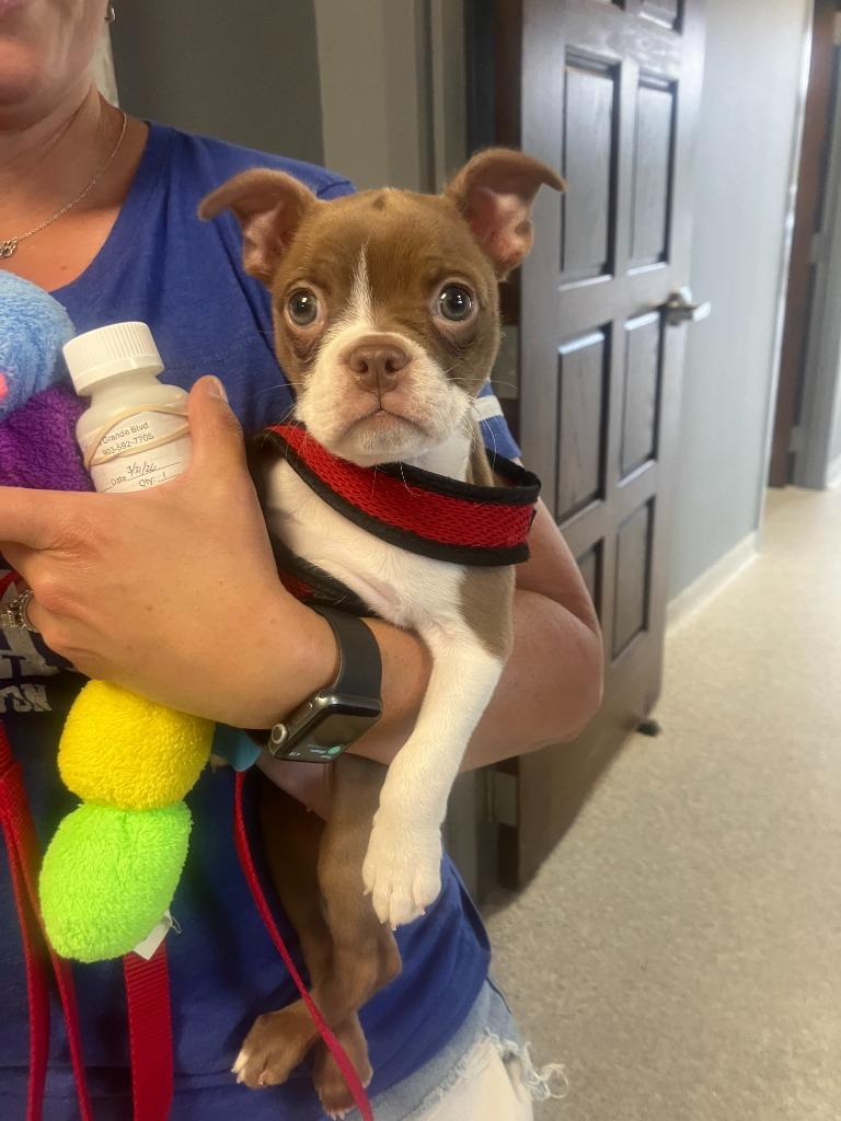 Enlarge Josephine, an adopted Boston Terrier in Tyler, TX image 4/6