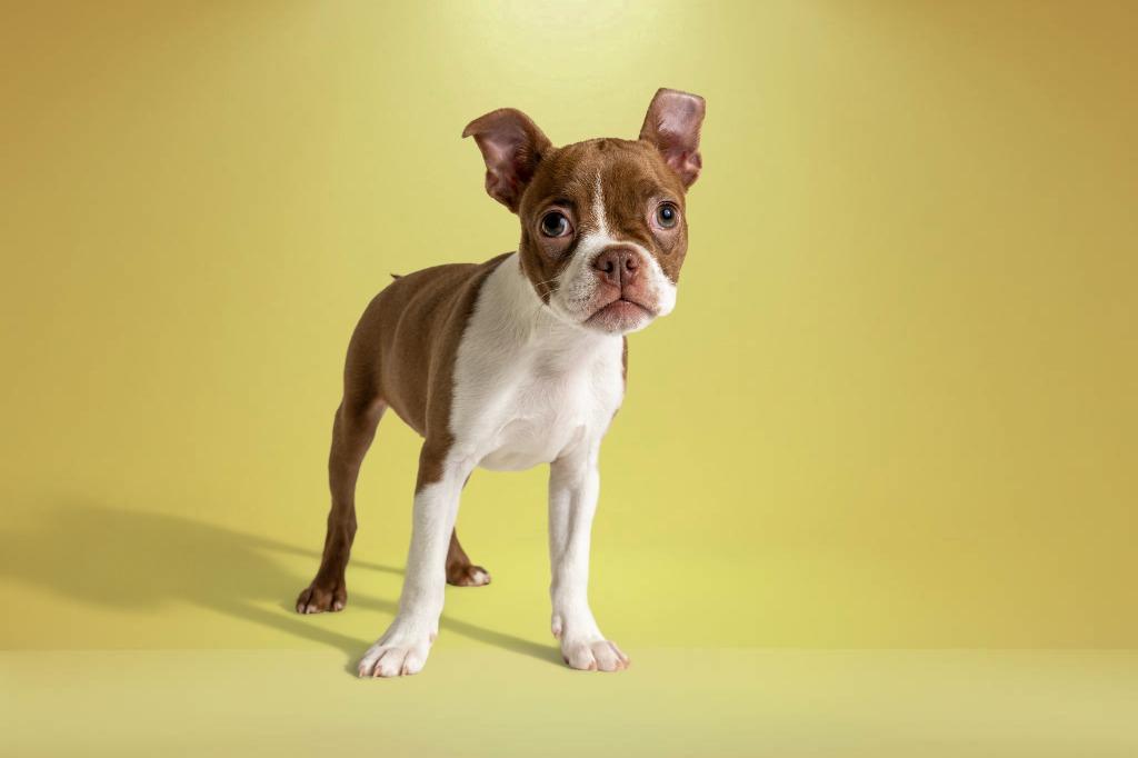 Enlarge Josephine, an adopted Boston Terrier in Tyler, TX image 1/6