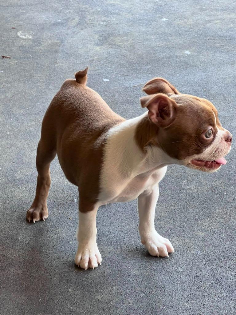 Enlarge Josephine, an adopted Boston Terrier in Tyler, TX image 5/6