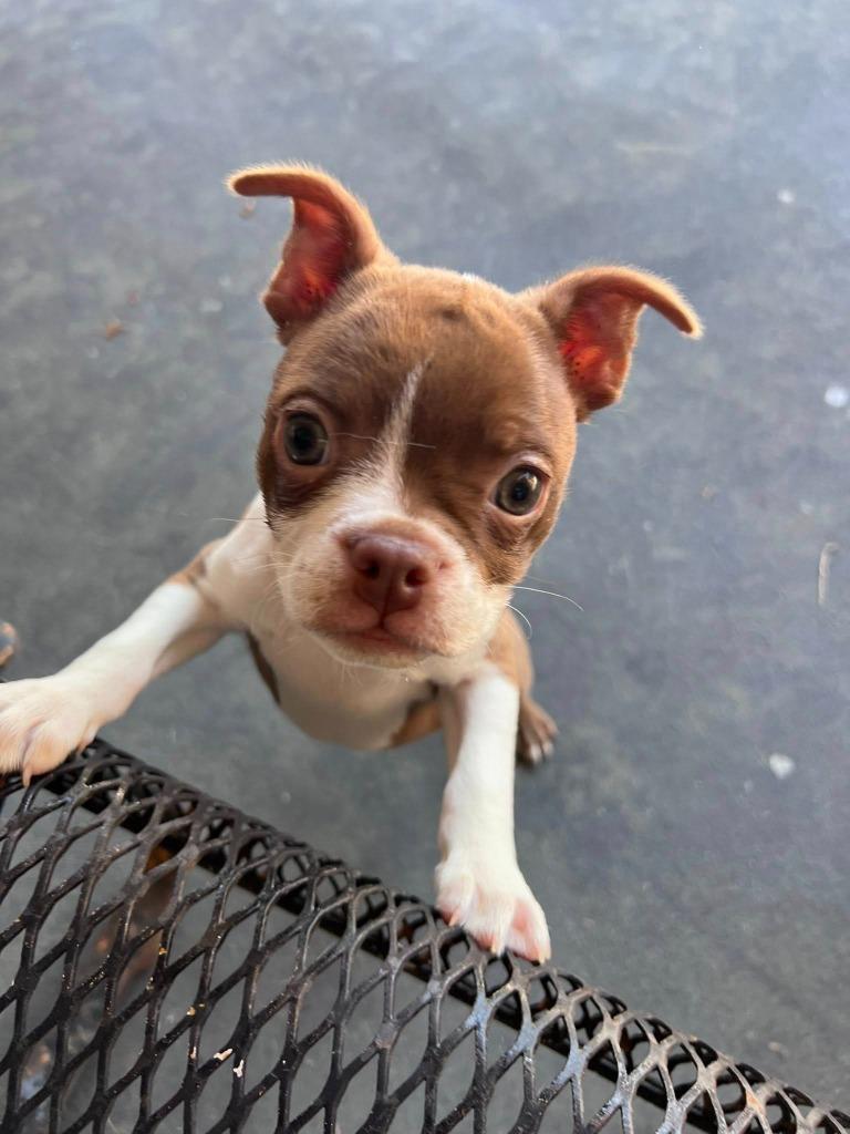Enlarge Josephine, an adopted Boston Terrier in Tyler, TX image 6/6