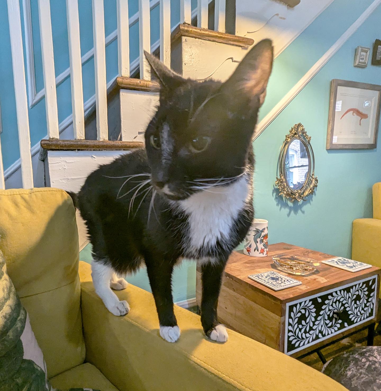 Enlarge Caesar Augustus, a Adoptable Domestic Short Hair in Philadelphia, PA image 4/5