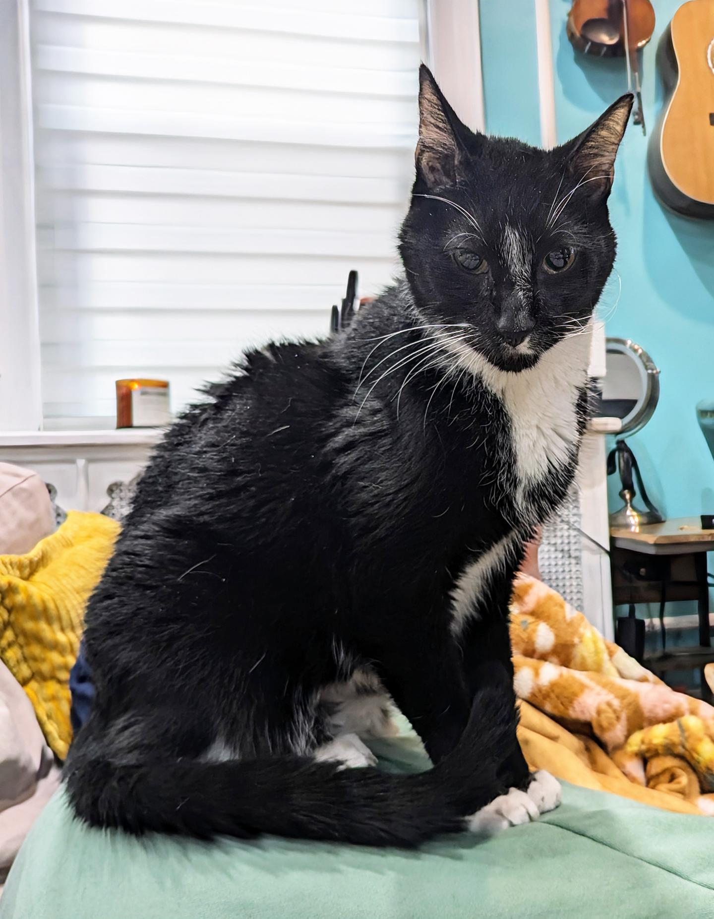 Enlarge Caesar Augustus, a Adoptable Domestic Short Hair in Philadelphia, PA image 3/5