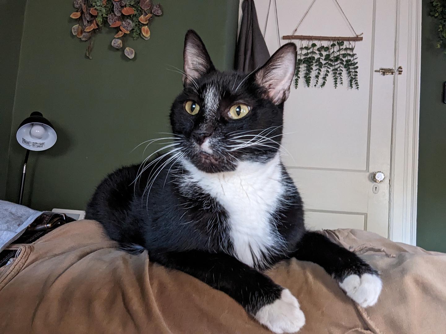 Enlarge Caesar Augustus, a Adoptable Domestic Short Hair in Philadelphia, PA image 1/5