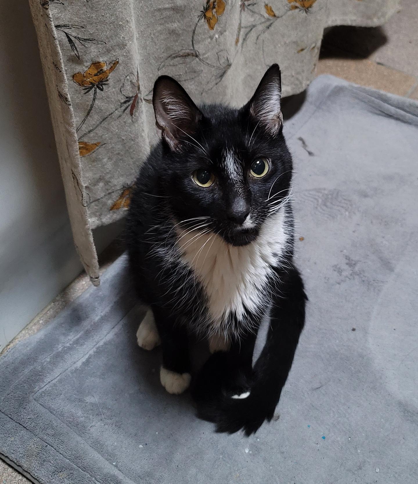 Enlarge Caesar Augustus, a Adoptable Domestic Short Hair in Philadelphia, PA image 2/5