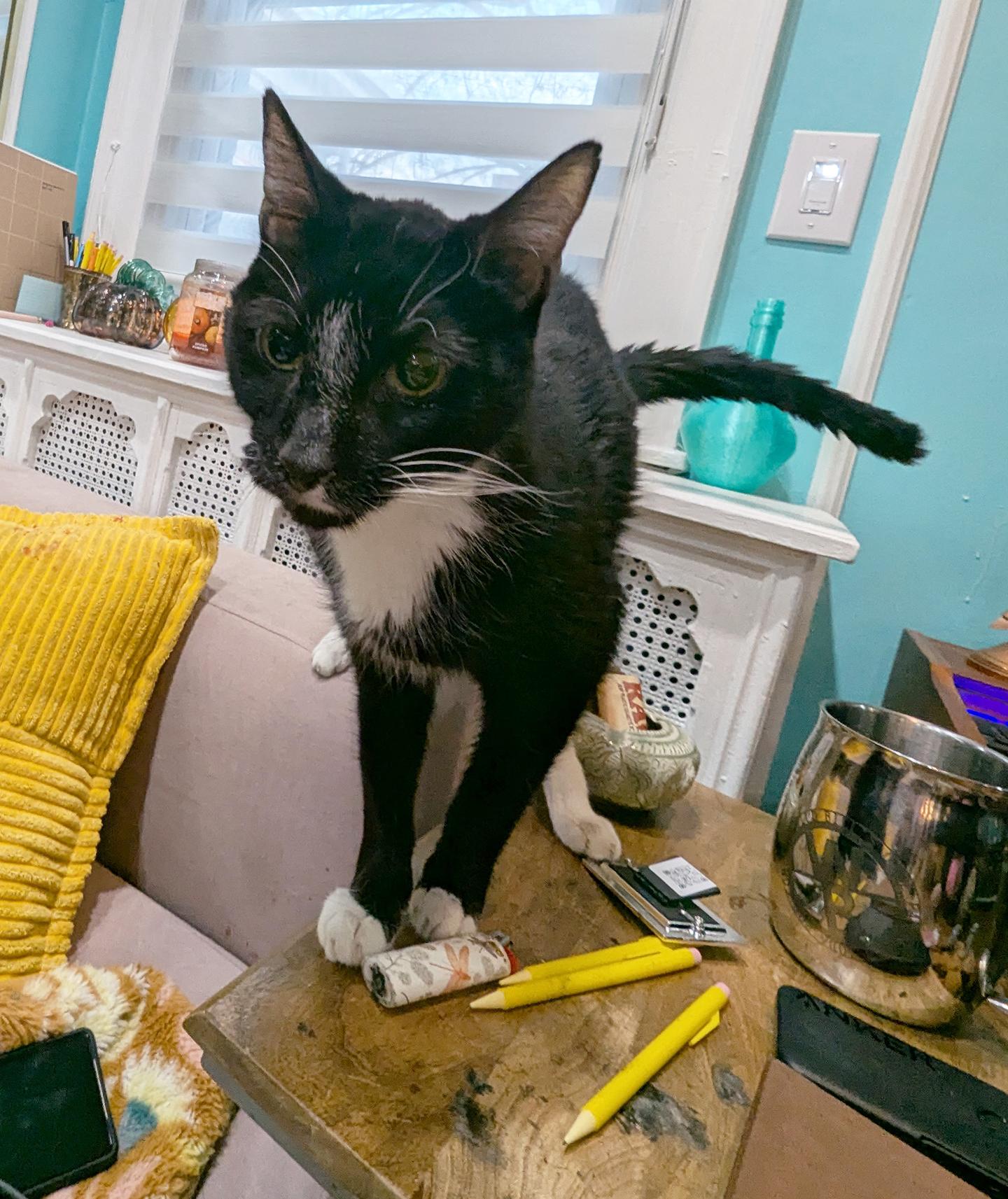 Enlarge Caesar Augustus, a Adoptable Domestic Short Hair in Philadelphia, PA image 5/5