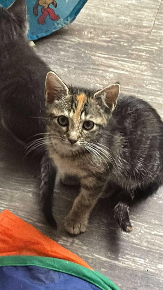 Jerri, Adoptable, Kitten Female American Shorthair.
