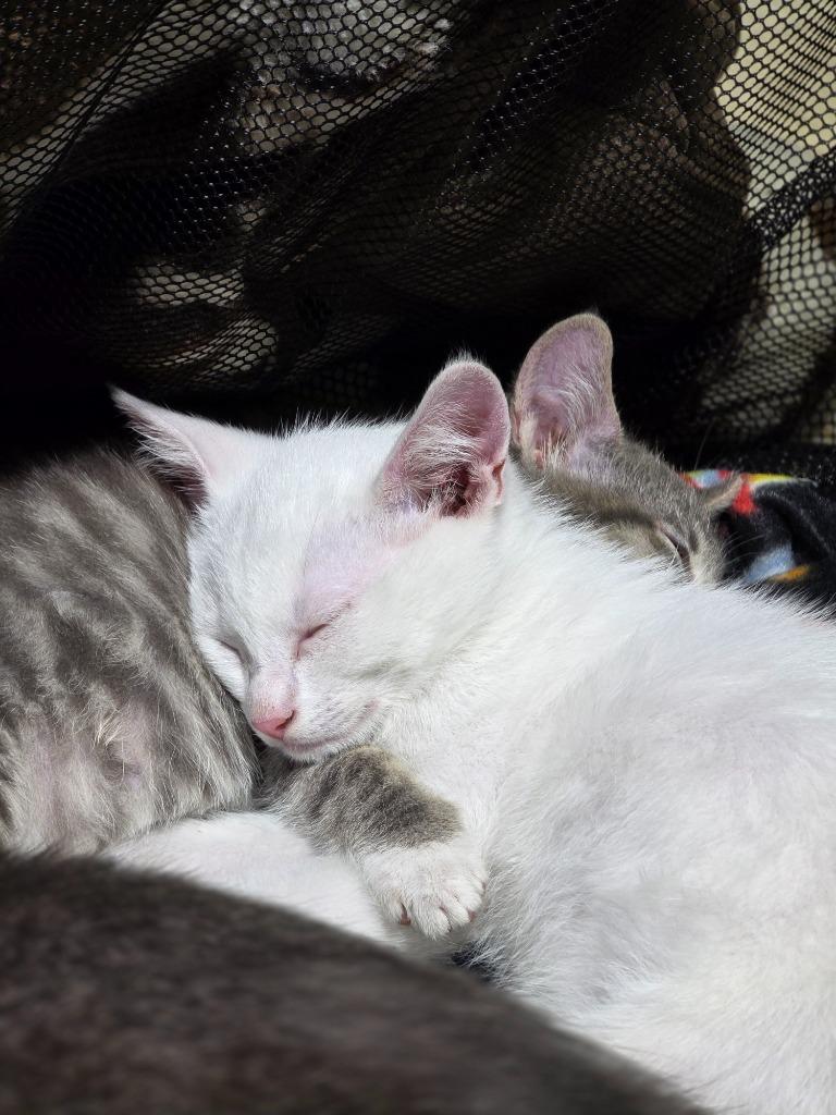 Jet nka Ghost, Adopted, Young Male Domestic Short Hair.