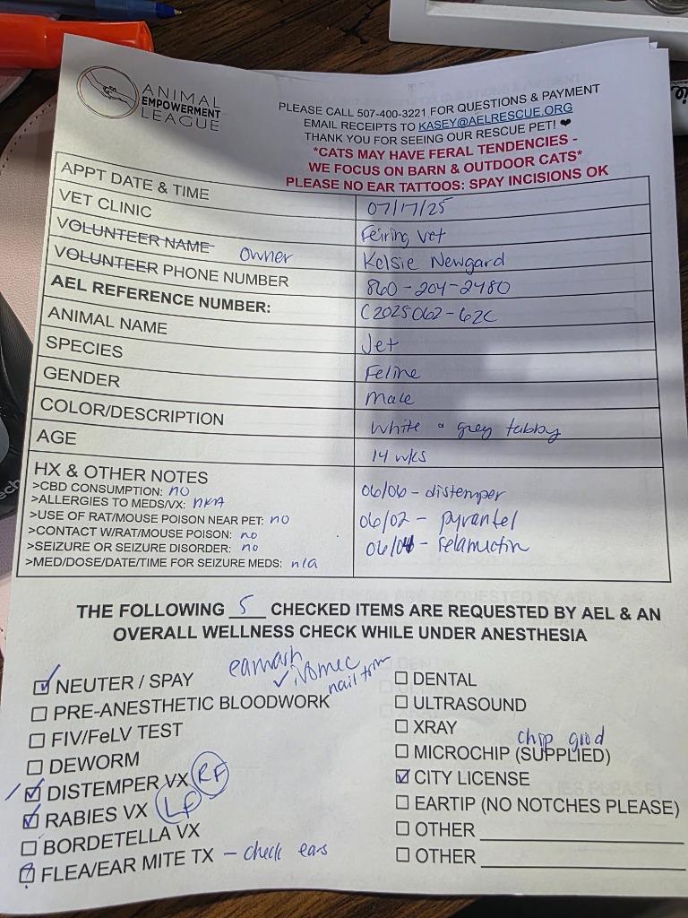 Enlarge Jet nka Ghost, a Adopted mixed breed in Minot, ND image 2/3