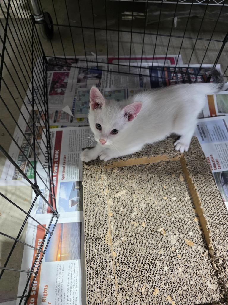 Enlarge Jet nka Ghost, a Adopted mixed breed in Minot, ND image 3/3