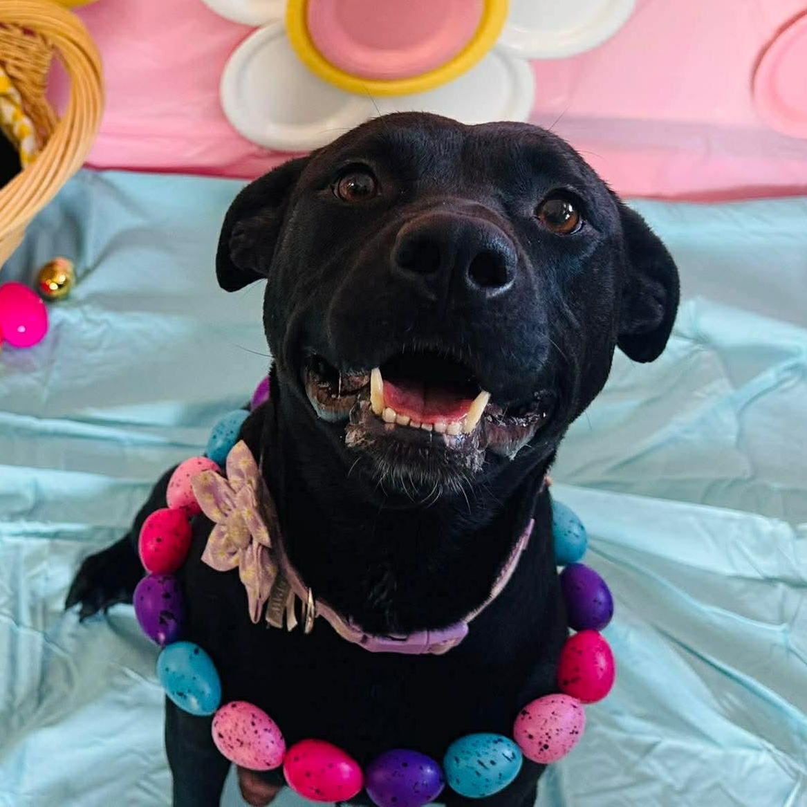 Daisy , an adoptable Mixed Breed in Chickasha, OK image 1/2