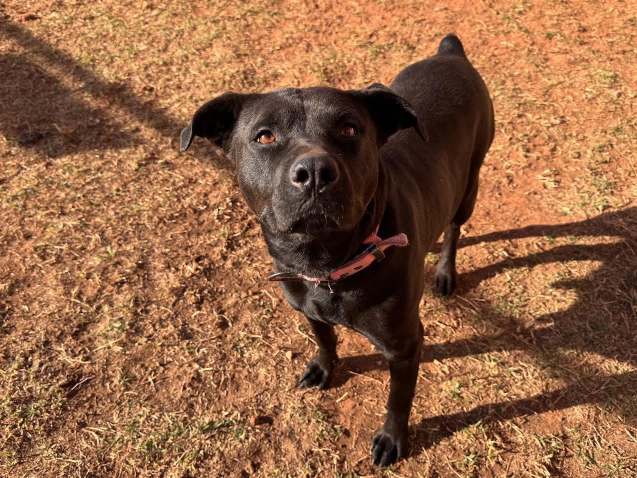 Daisy , an adoptable Mixed Breed in Chickasha, OK image 2/2