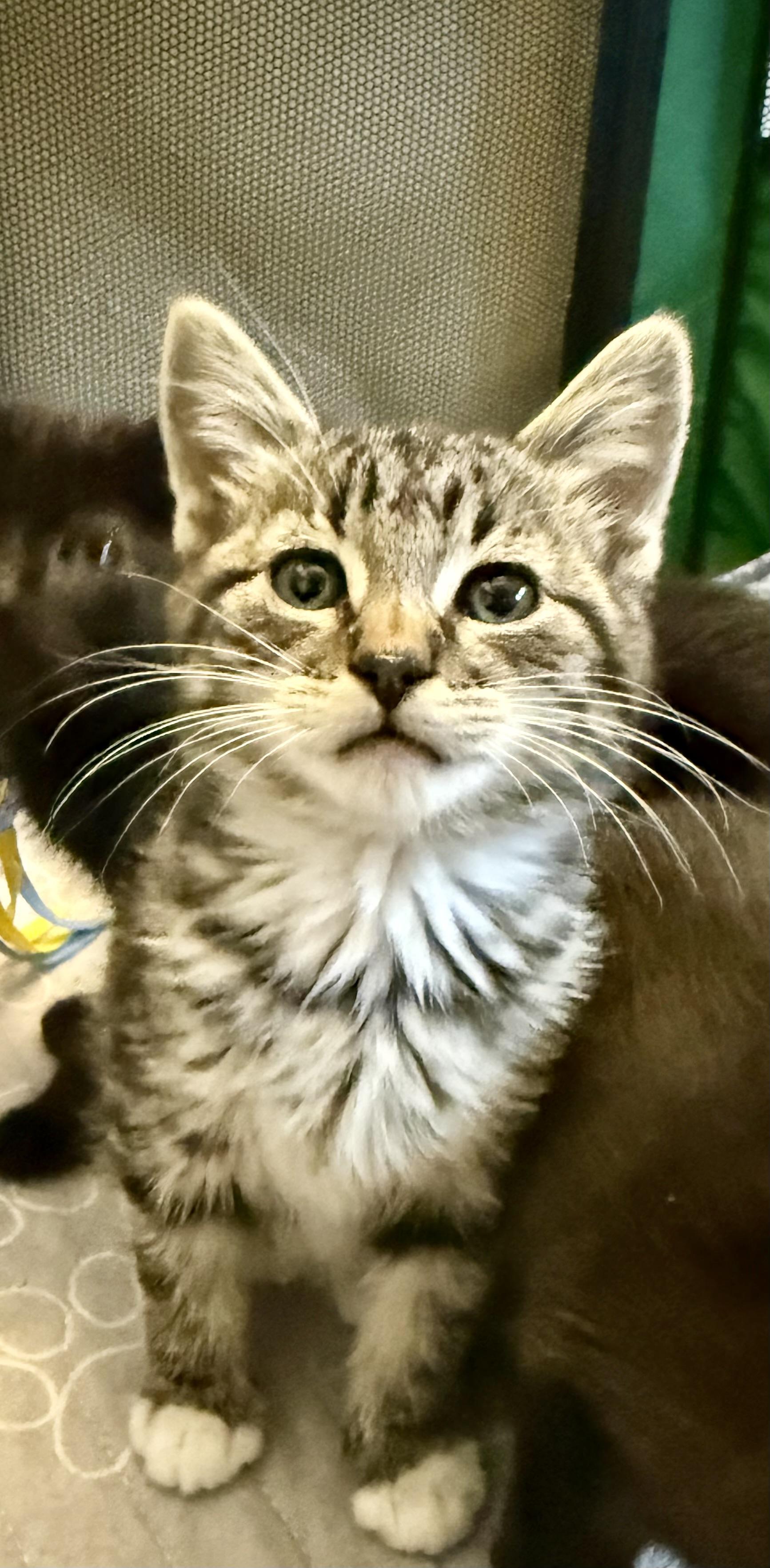 Enlarge Vanilla, a Adoptable Domestic Short Hair in Fruit Heights, UT image 2/4