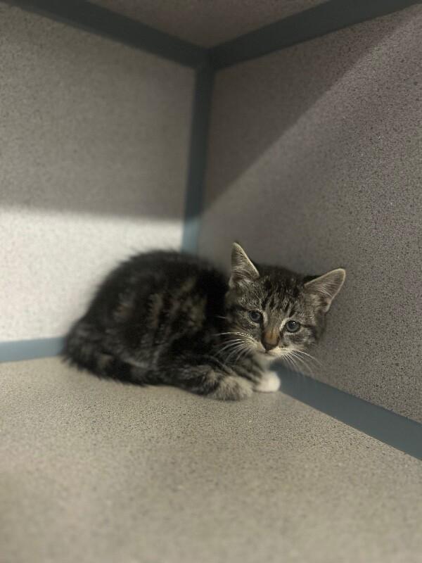 Enlarge Vanilla, a Adoptable Domestic Short Hair in Fruit Heights, UT image 3/4