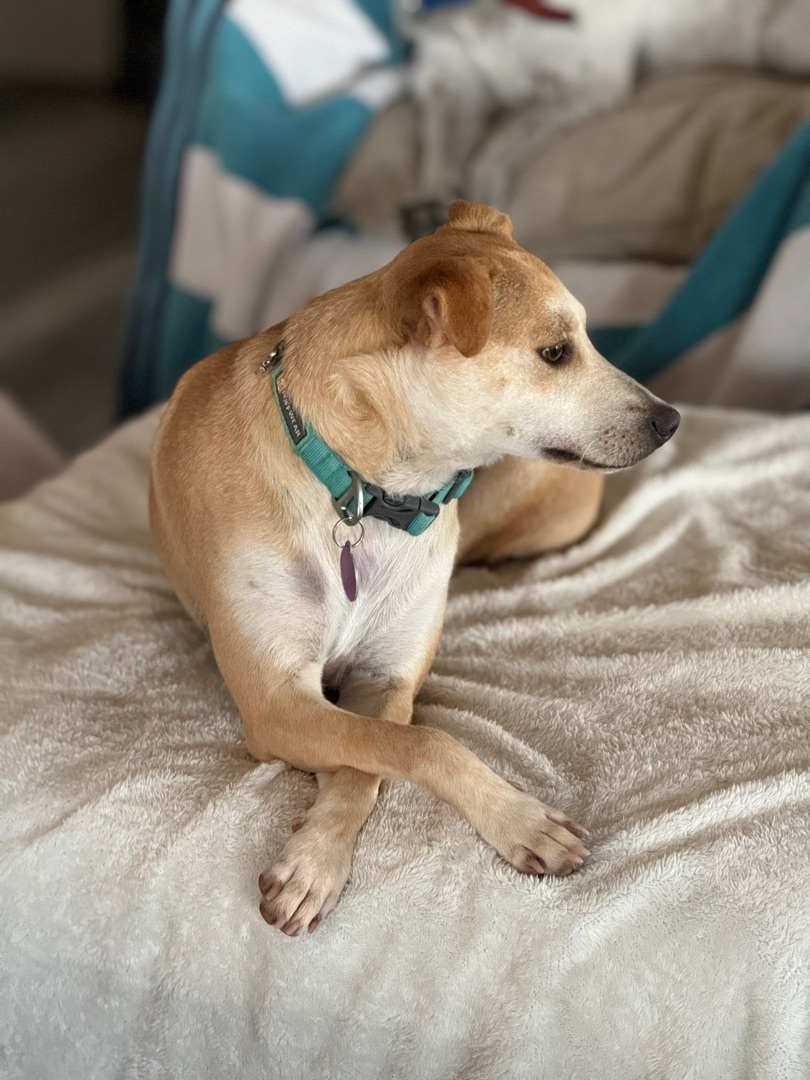 Enlarge J-LO Jennifer Lopez, a Adoptable mixed breed in Rincon, PR image 1/3