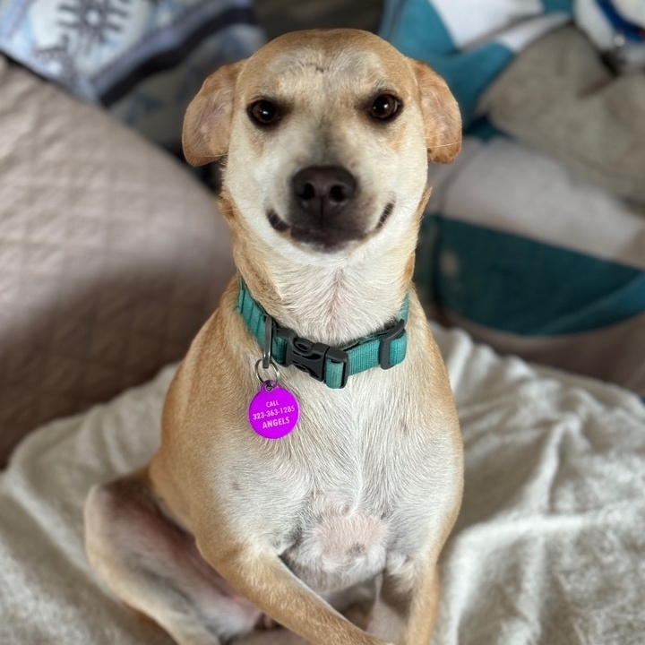 J-LO Jennifer Lopez, a Adoptable mixed breed in Rincon, PR image 1/3