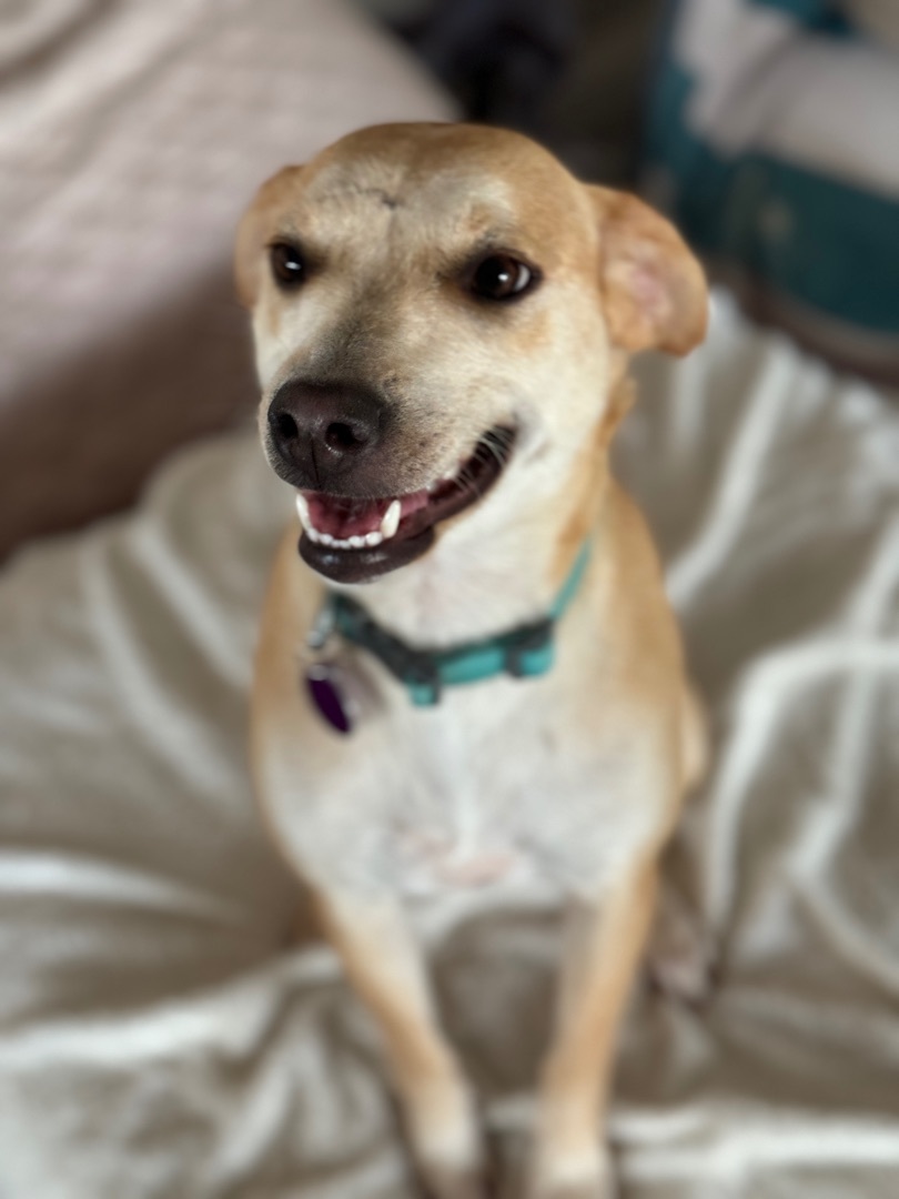 Enlarge J-LO Jennifer Lopez, a Adoptable mixed breed in Rincon, PR image 3/3