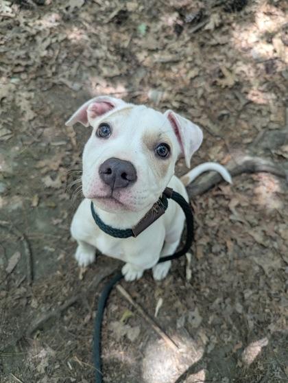 Nova, ADOPTABLE, Puppy Female Terrier.