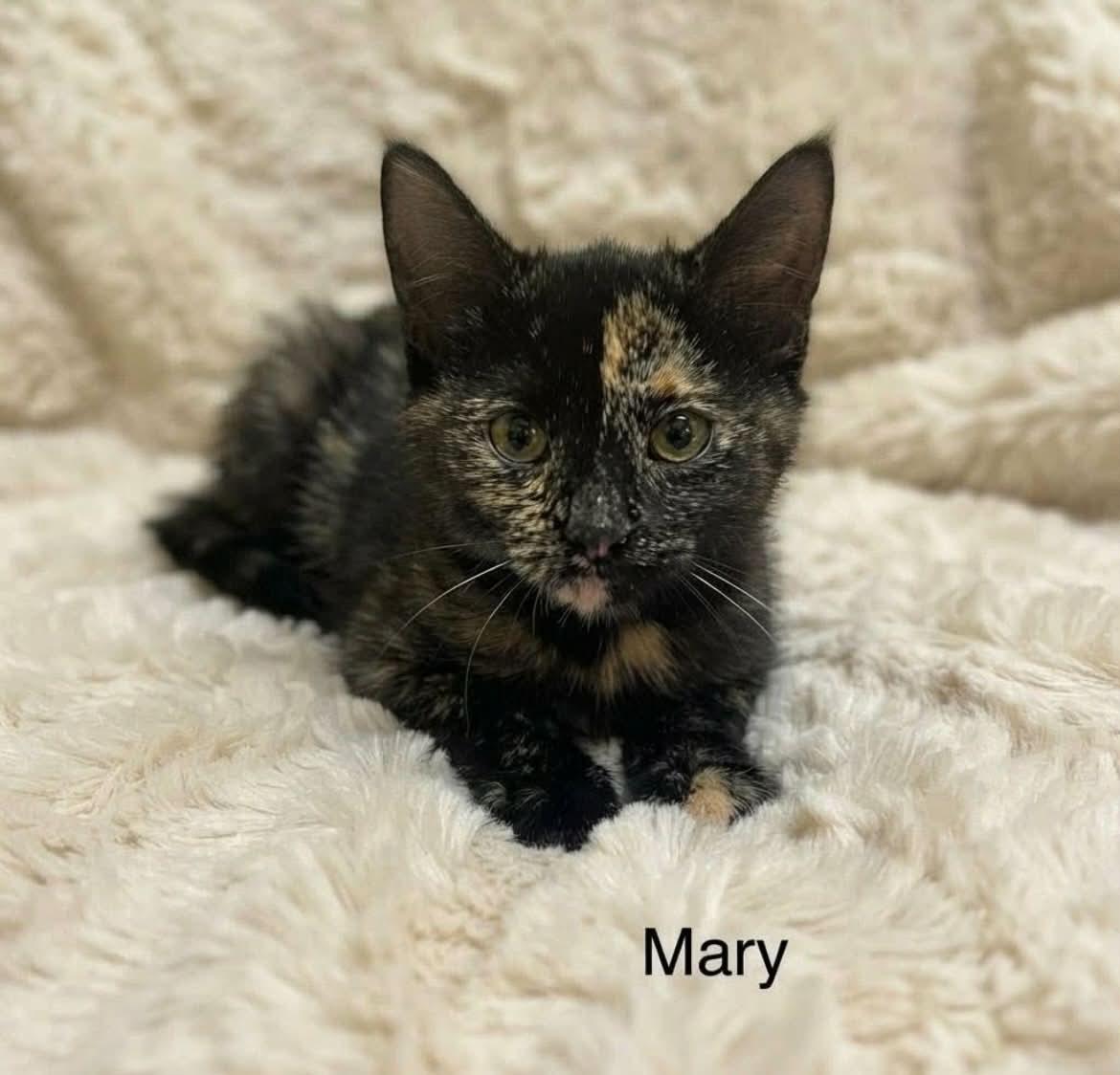 Mary, Adoptable, Kitten Female Tortoiseshell.