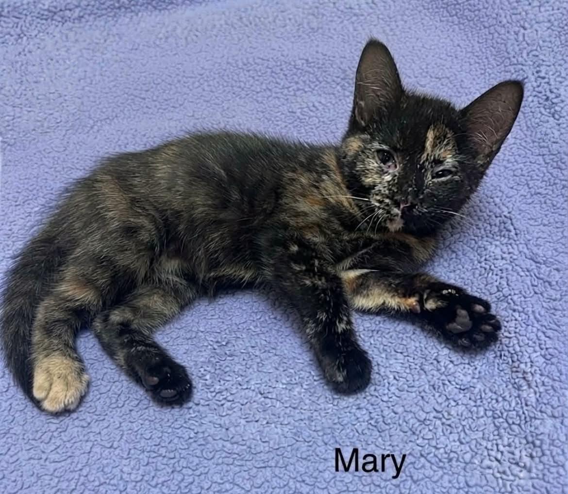 Mary - Adopted 8/22/26, an adopted Tortoiseshell in Livonia, MI image 2/3