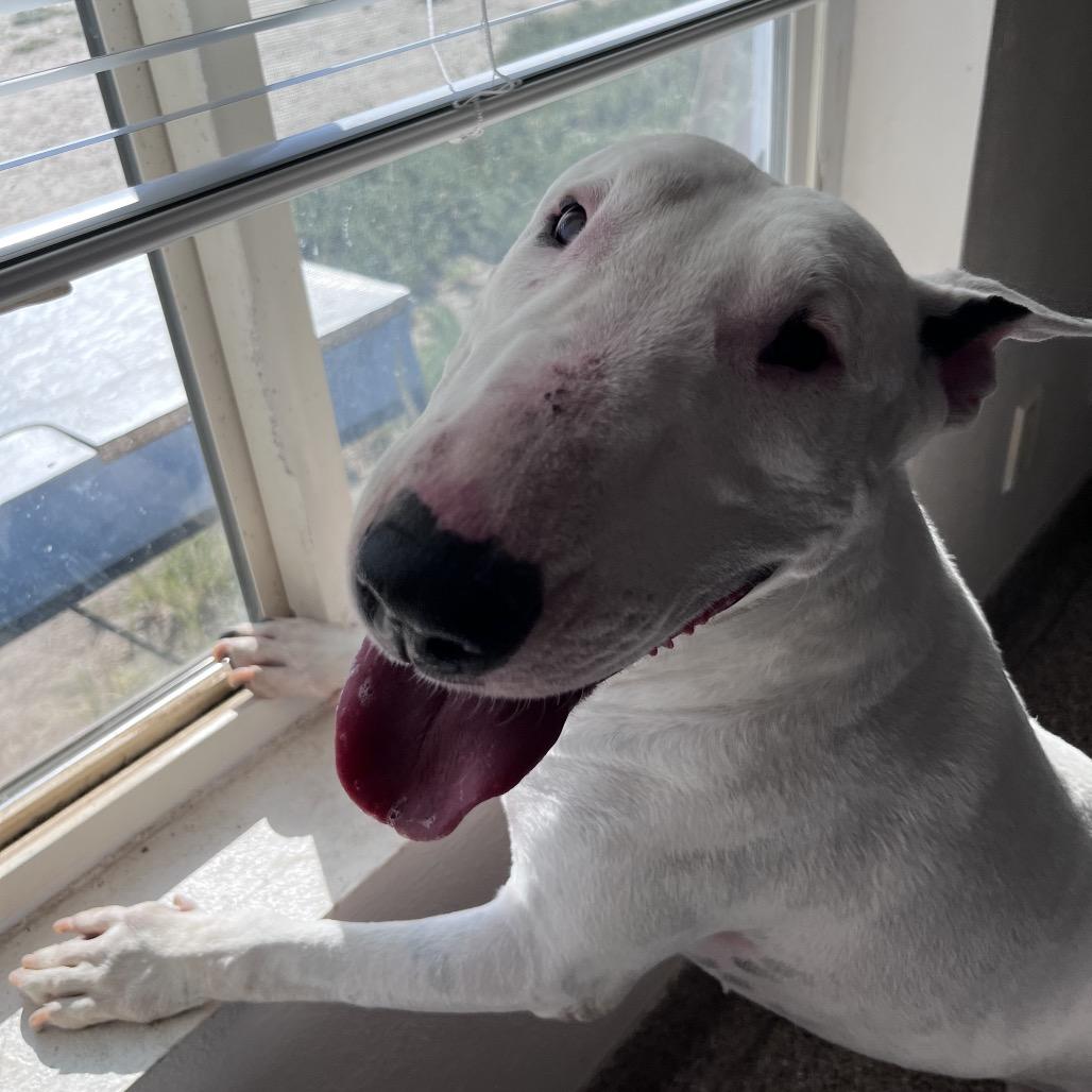 Enlarge Rainbow, a Adoptable Bull Terrier in Fallon, NV image 1/1