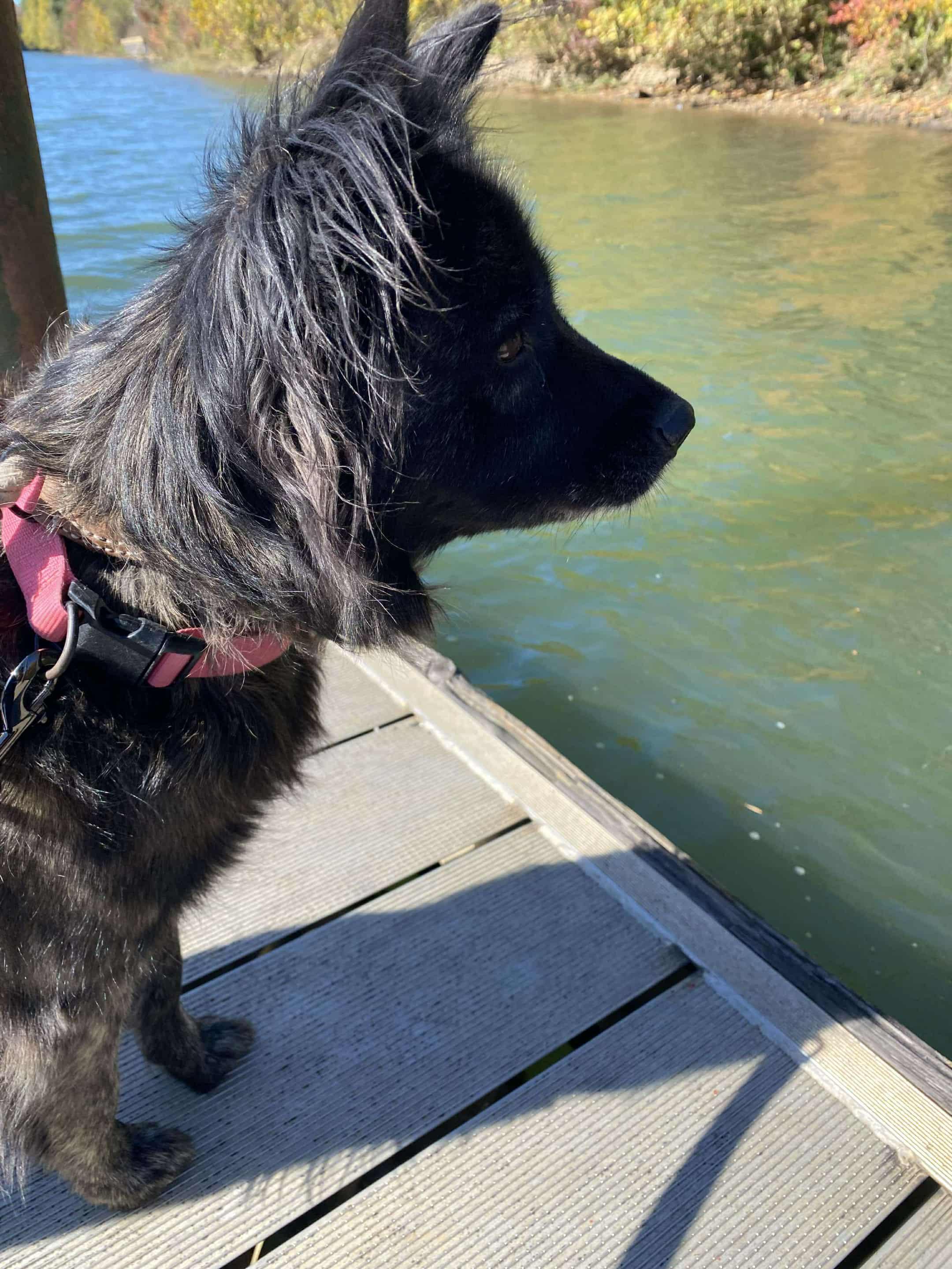 Enlarge Beri, a ADOPTABLE mixed breed in New Canaan, CT image 5/6