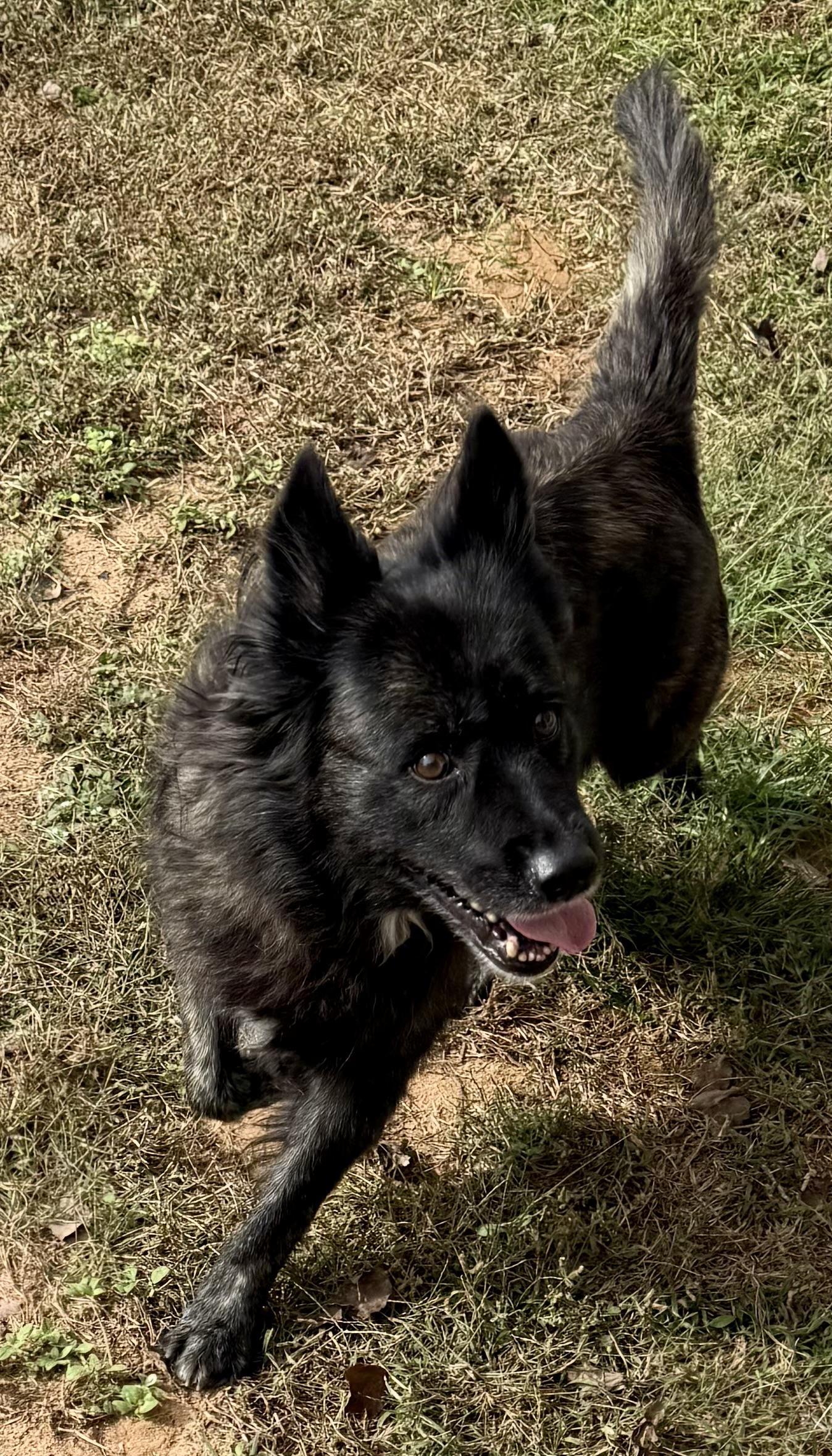 Enlarge Beri, a ADOPTABLE mixed breed in New Canaan, CT image 2/6