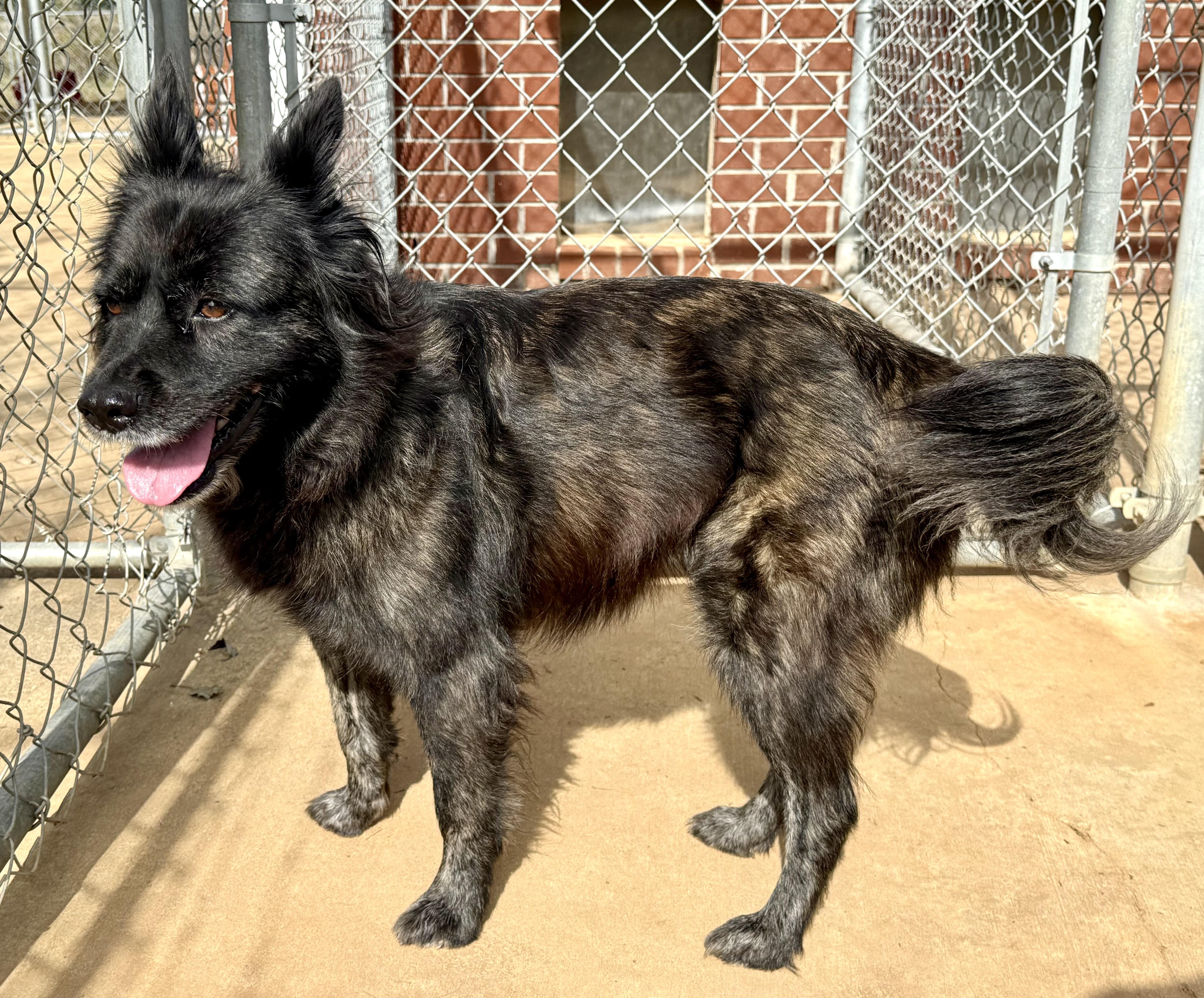Enlarge Beri, a ADOPTABLE mixed breed in New Canaan, CT image 3/6