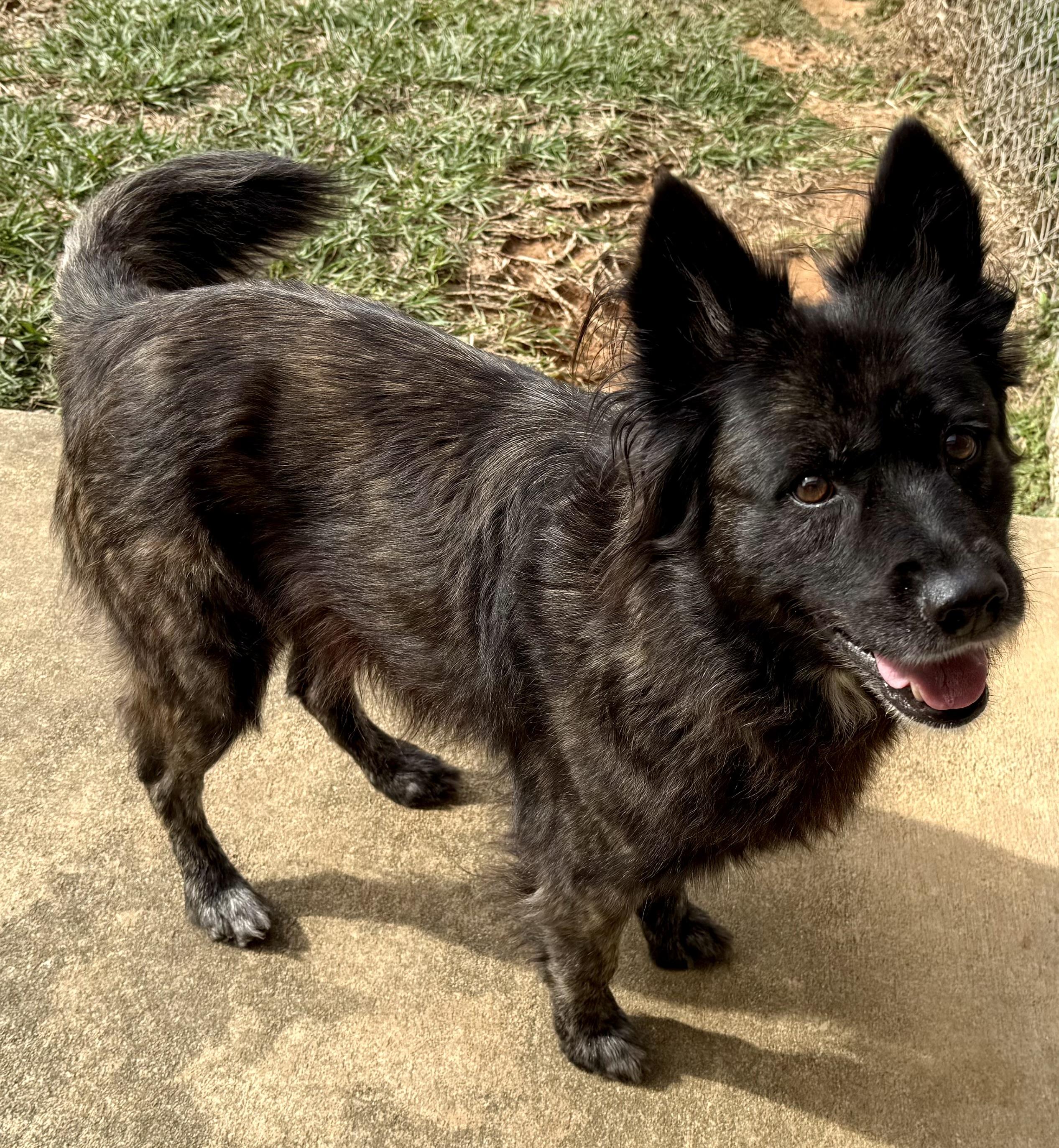 Beri, ADOPTABLE, Senior Female Australian Shepherd.