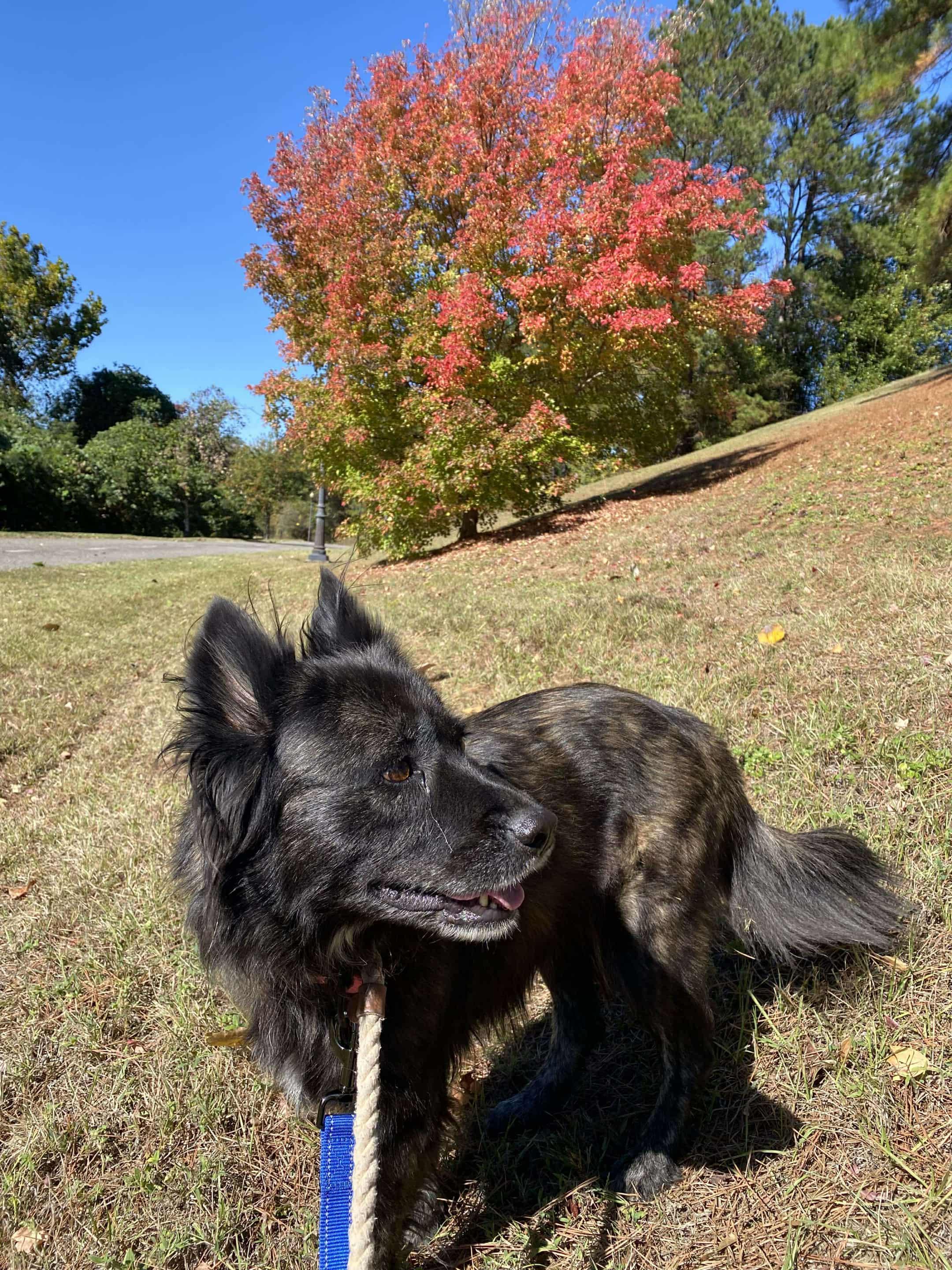 Enlarge Beri, a ADOPTABLE mixed breed in New Canaan, CT image 4/6