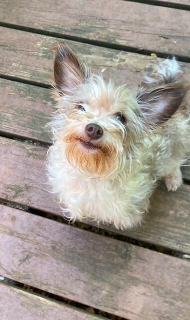 Petie, ADOPTABLE, Young Male Yorkie Poo.