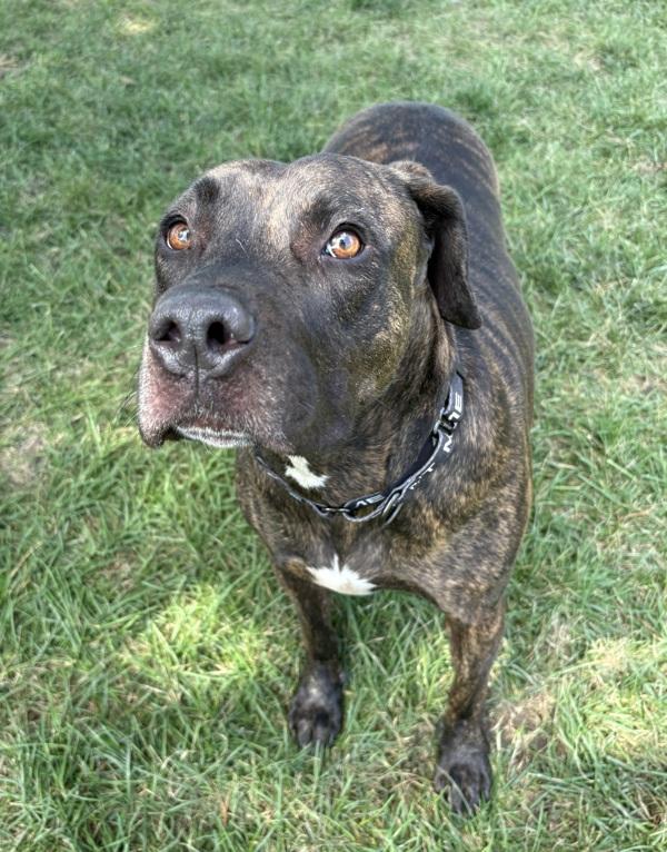 Enlarge Clover, a Adoptable mixed breed in Sioux City, IA image 1/1