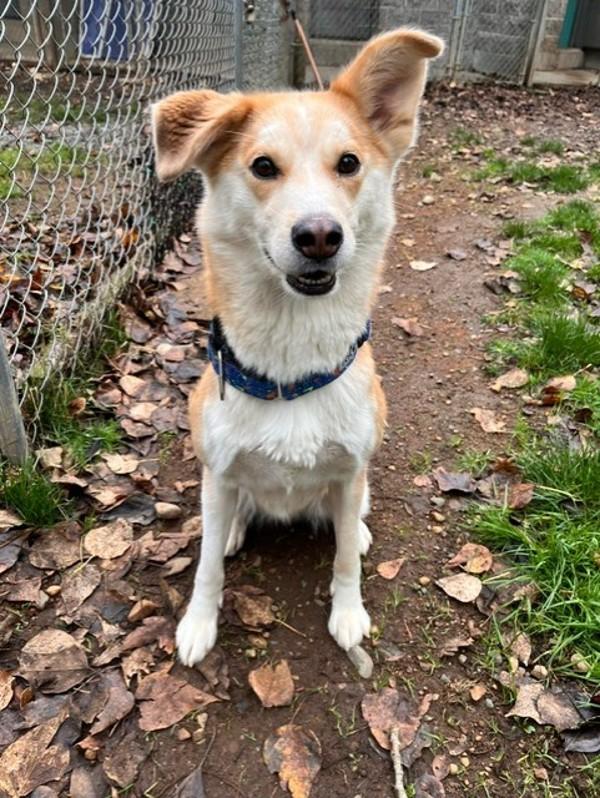 Enlarge Alita, a Adoptable mixed breed in Comox, BC image 1/4