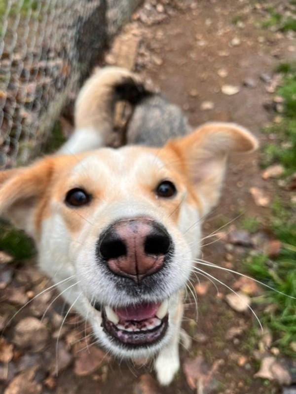 Enlarge Alita, a Adoptable mixed breed in Comox, BC image 2/4